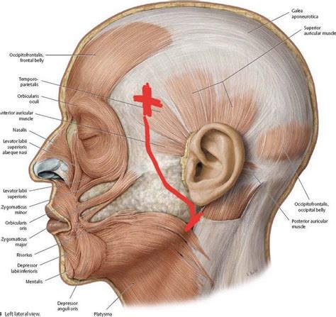 [26M] CONSTANT PAIN ON THE LEFT SIDE OF MY HEAD : AskDocs