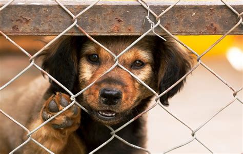 Connecticut Animal Shelter at Capacity, 8 Dogs at Risk