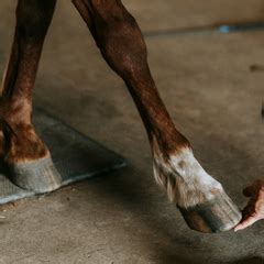 Should Your Horse Go Barefoot?