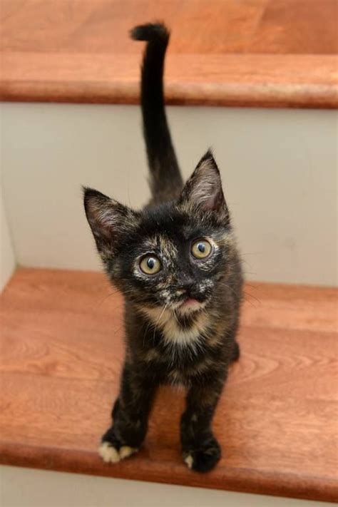 tortie kitten | Cute cats, Beautiful cats, Pretty cats