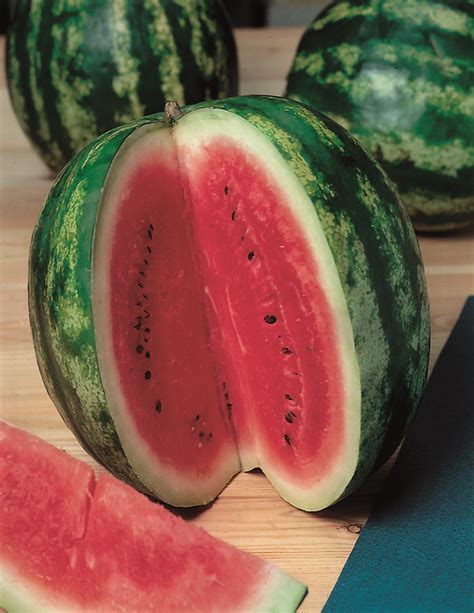 Watermelon Warpaint - Pohlmans The Plant People - Phone 07 5462 0477