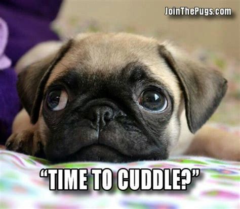 Cuddle Pugs | Pugs funny, Cute pugs, Funny dog memes