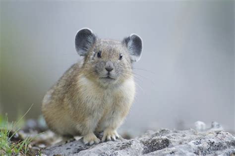 Pikas – cute animals that will melt your heart (7 adorable pictures) in ...