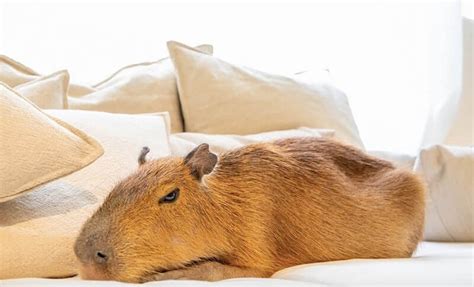 Cuddle with a Capybara & Cats in a New Cafe in Tokyo, Japan