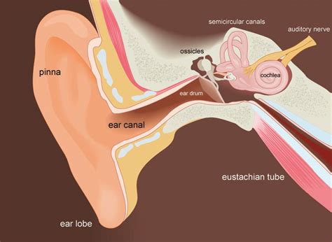 How To Get Water Out Of Your Ear After Swimming