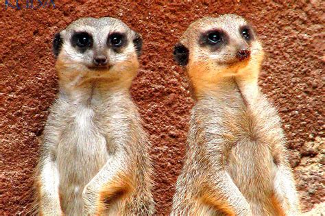 Meerkat - Honolulu Zoo Society