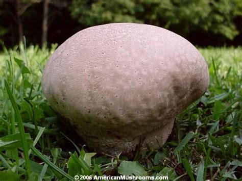 Safe to eat? Big shroom. - AR15.COM