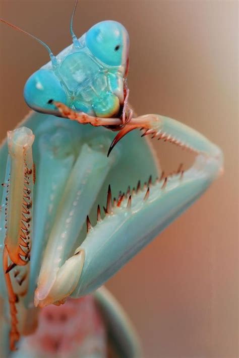 Pin by riin on oc. kimiko kugimiya | Praying mantis, Beautiful bugs, Insects