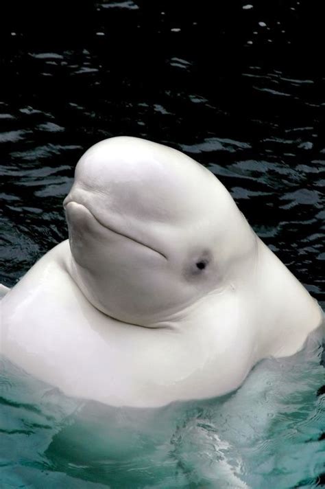 Beluga Whale - Beautiful Sea Creatures