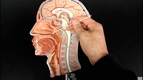 anatomy of respiratory system