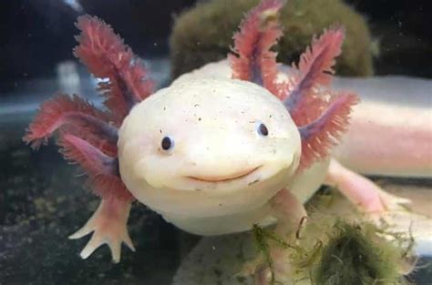 baby Axolotl for sale near me | Pet Axolotl for sale online breeders