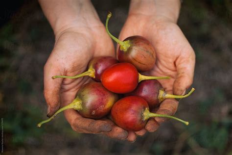 Farmer holding Tamarillo Fruits Just Harvested - Stock Image - Everypixel