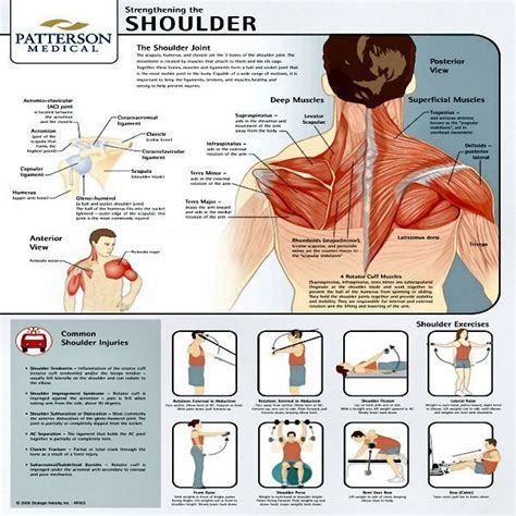 shoulder strengthening exercises - Google Search Bikini Fitness, Bikini Workout, Shoulder Rehab ...