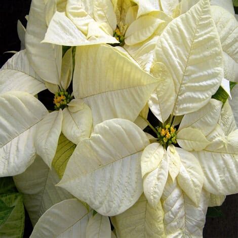 Poinsettia, White - Baucom's Nursery