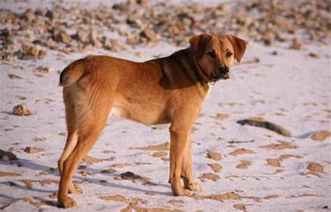 10 Bloodhound Mixes: Info, Pictures & History – Dogster