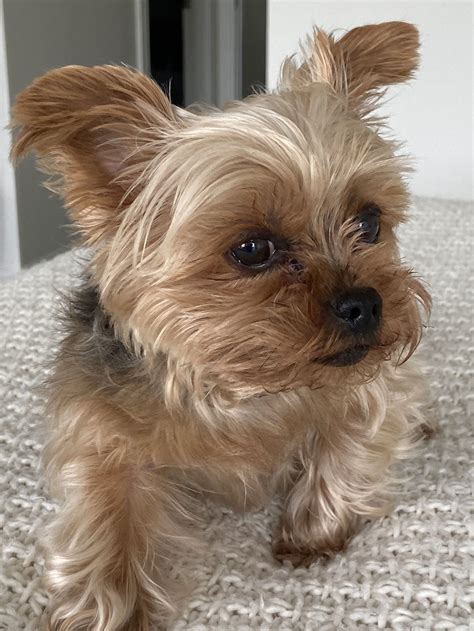 Dog for Adoption - Nusha, a Yorkshire Terrier Yorkie in Williamsville, NY | Alpha Paw