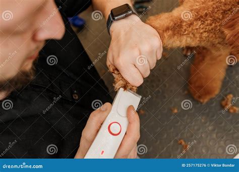 Close Up of Professional Male Groomer Making Haircut of Poodle Teacup ...