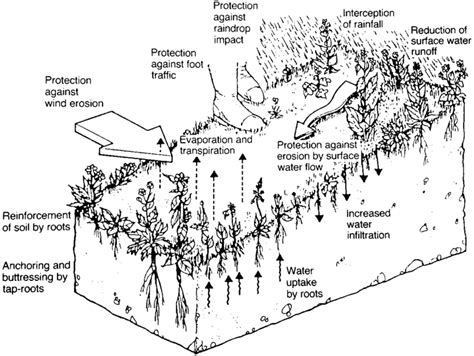 Present practices and emerging opportunities in bioengineering for ...