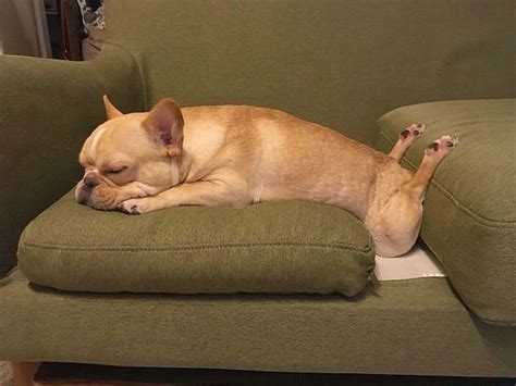 50 Times Dogs Managed To Fall Asleep In Awkwardly Funny Positions