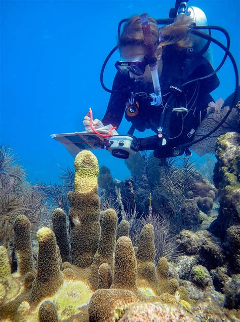 Pillar Coral Was Already Rare On Florida Reefs. Now Biologists Say It's 'Extinct' | WUSF Public ...