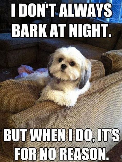 101 Best Funny Dog Memes to Make You Laugh All Day