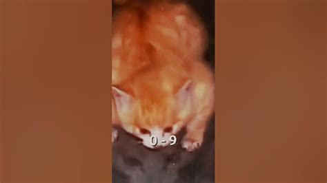 angry cat vs buff cat #cat #memes #angrycat #buffcat - YouTube