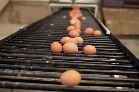 Brown Eggs At Commercial Poultry Farm Photograph by Christopher Kimmel - Fine Art America