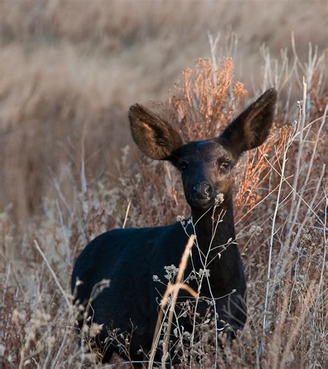 🔥 Rare Melanistic Deer 🔥 : r/NatureIsFuckingLit