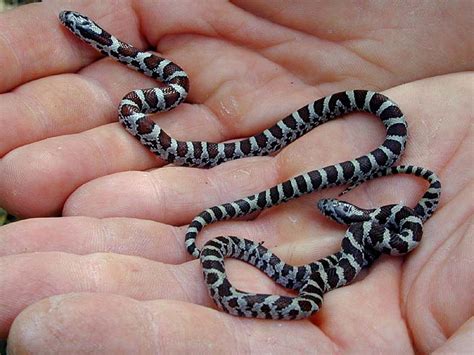 Kingsnake.com - Herpforum - Eastern Milk Snakes