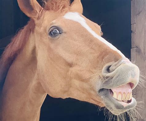 Smile : r/Horses