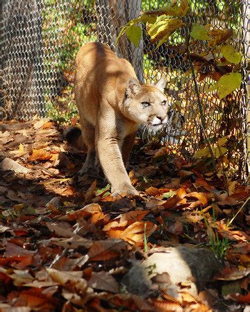 Roanoke, Virginia: Mill Mountain Zoo photo, picture, image