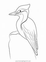 Pileated Woodpecker Bird Coloring Page For Kids  Free Woodpeckers sketch template