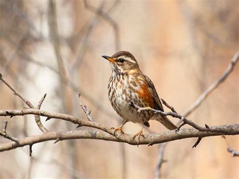 Redwing | Bird Identification Guide | Bird Spot