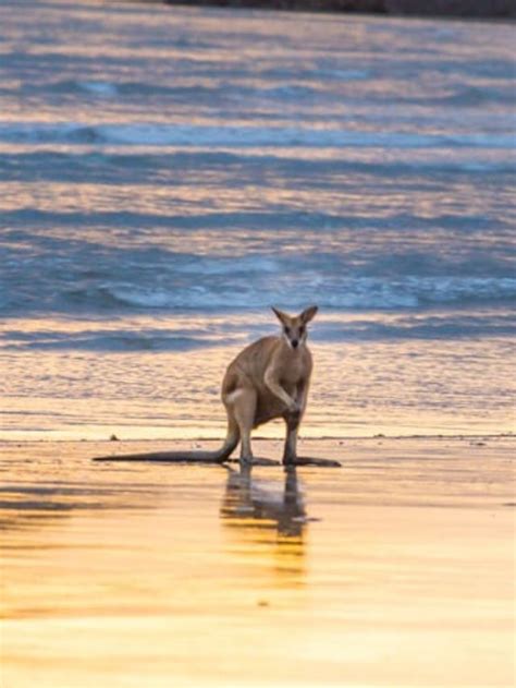 THINGS TO DO AT CAPE HILLSBOROUGH, MACKAY (SUNRISE KANGAROOS ON THE BEACH) STORY - y Travel Blog