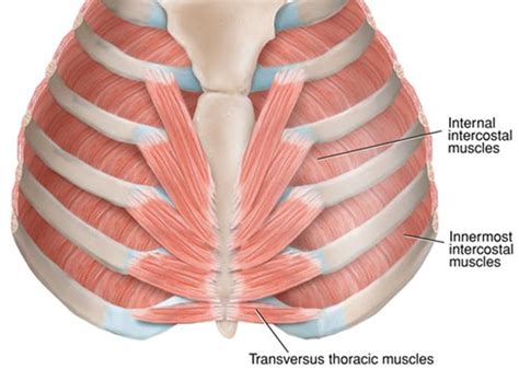 Internal Intercostal