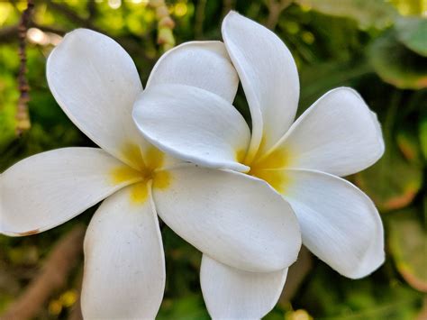 Plumeria (Plumeria alba) | Plumeria (Plumeria alba) blooming… | Flickr