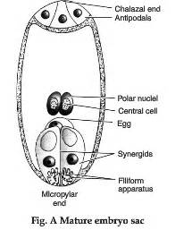 Describe the process of megasporogenesis of angiosperms until the 8-nucleate stage - CBSE Class ...