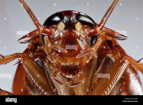 ECU Cockroach Face Detail American Cockroach - Periplaneta americana ...