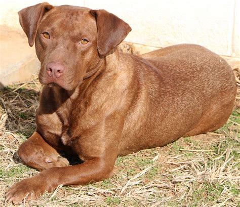 Dog for adoption - Zuma, a Labrador Retriever Mix in Charles Town, WV | Petfinder