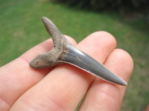 Rare Cretaceous Goblin Shark Tooth | Recently Sold | FOSSILS ...