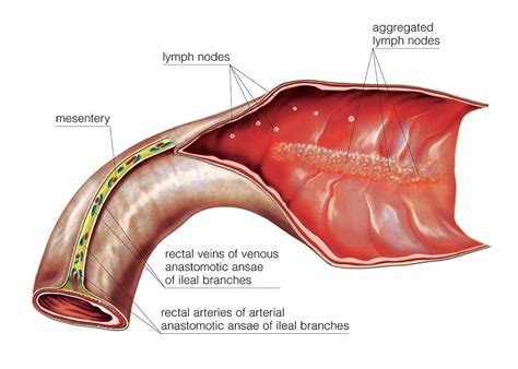 Terminal Ileum Photograph by Asklepios Medical Atlas - Pixels