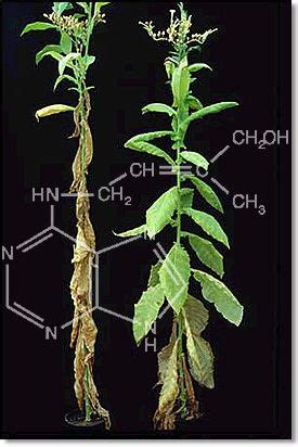 Plant Nutrition :: Plant Growth Regulators