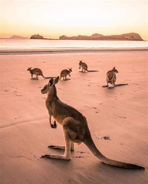 Koala, Beautiful Creatures, Animals Beautiful, Cute Animals, Australia Travel, Western Australia ...