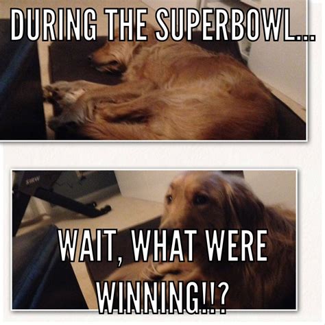 My dog during the Super Bowl | Dogs, Super bowl, Animals