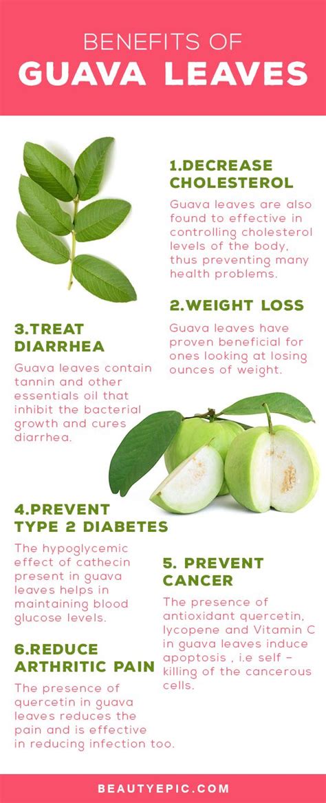 20 Benefits And Medicinal Uses Of Guava Leaves You Never Knew | Guava benefits, Guava leaves, Health