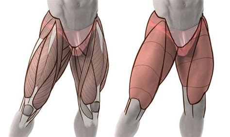 Draw Accurate Bones And Muscle | Anatomy reference, Human anatomy ...