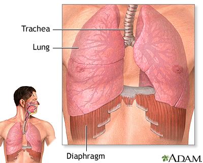 Lungs And Diaphragm Diagram