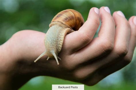 Are Garden Snails Poisonous To Dogs