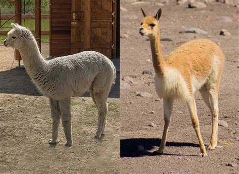 Vicuna Vs Alpaca (8 Main Differences And Similarities!) - The Daily Wildlife