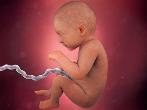 33 weeks pregnant: fetal development | BabyCenter
